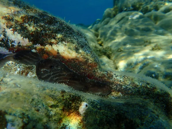 Esponja Marinha Esponja Renal Chondrosia Reniformis Submarina Mar Egeu Grécia — Fotografia de Stock