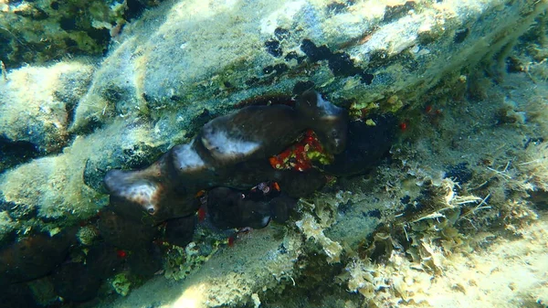 Mořská Houba Ledvinová Houba Chondrosia Reniformis Pod Mořem Egejské Moře — Stock fotografie