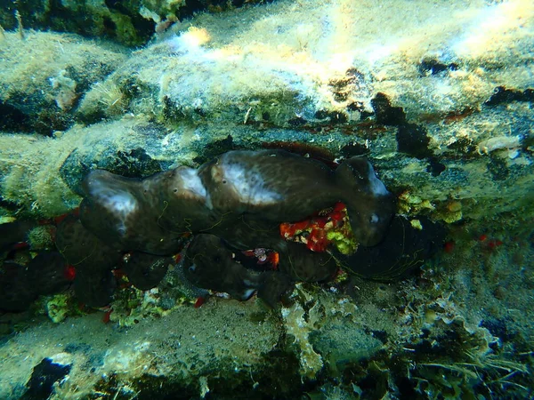 Spugna Marina Spugna Renale Condrosia Reniformis Sottomarina Mar Egeo Grecia — Foto Stock