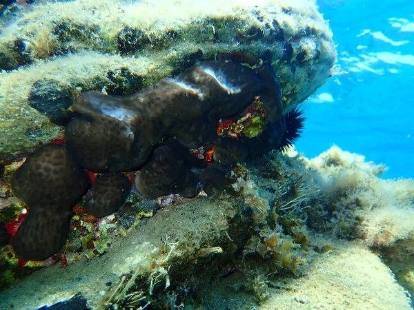 海底海绵肾海绵 Chondrosia Reniformis 爱琴海 Halkidiki — 图库照片