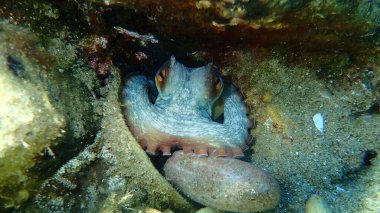 Ortak ahtapot (Octopus vulgaris) denizaltı, Ege Denizi, Yunanistan, Halkidiki