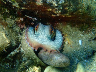 Ortak ahtapot (Octopus vulgaris) denizaltı, Ege Denizi, Yunanistan, Halkidiki