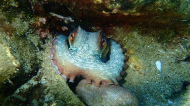Ortak ahtapot (Octopus vulgaris) denizaltı, Ege Denizi, Yunanistan, Halkidiki