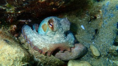 Ortak ahtapot (Octopus vulgaris) denizaltı, Ege Denizi, Yunanistan, Halkidiki