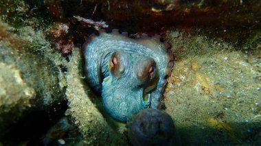 Ortak ahtapot (Octopus vulgaris) denizaltı, Ege Denizi, Yunanistan, Halkidiki