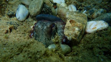 Ortak ahtapot (Octopus vulgaris) denizaltı, Ege Denizi, Yunanistan, Halkidiki