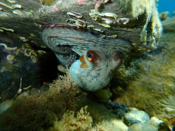 Подводный Осьминог Octopus Vulgaris Эгейское Море Греция Халкидики — стоковое фото