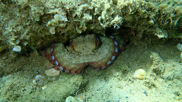 Pieuvre Commune Octopus Vulgaris Sous Marine Mer Égée Grèce Chalcidique — Photo