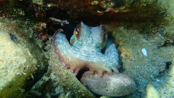 Common Octopus Octopus Vulgaris Undersea Aegean Sea Greece Halkidiki — Stock Photo, Image