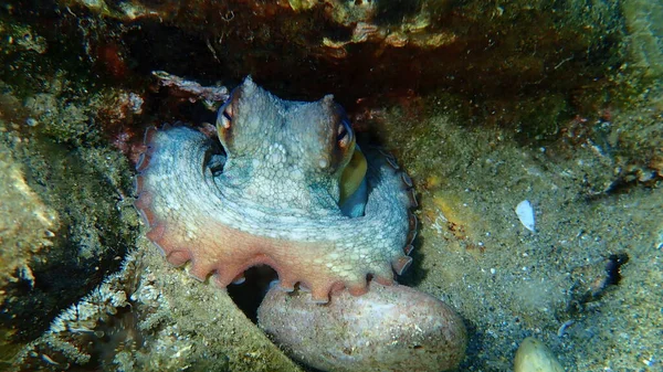 Caracatiță Comună Octopus Vulgaris Subacvatică Marea Egee Grecia Halkidiki — Fotografie, imagine de stoc