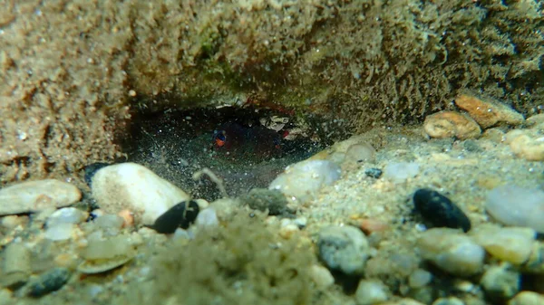 Подводный Осьминог Octopus Vulgaris Эгейское Море Греция Халкидики — стоковое фото