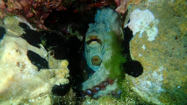 Polvo Comum Octopus Vulgaris Submarino Mar Egeu Grécia Halkidiki — Fotografia de Stock