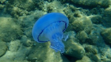 Fıçı denizanası (Rhizostoma pulmo), çöp kutusu kapaklı denizanası veya fırfırlı deniz anası, Ege Denizi, Yunanistan, Halkidiki