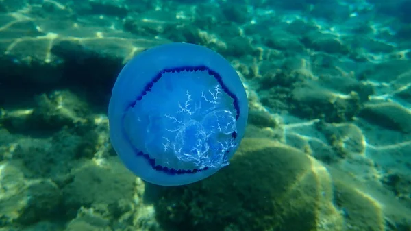 Veldkwallen Rhizostoma Pulmo Vuilnisemmer Deksel Kwallen Roodkopkwallen Onderzee Egeïsche Zee — Stockfoto