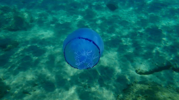 Barrel Jellyfish Rhizostoma Pulmo Dustbin Lid Jellyfish Frilly Mouthed Jellyfish — Stock Photo, Image