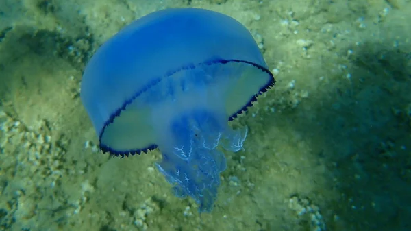 Meduza Baryłkowa Rhizostoma Pulmo Meduza Pokrywą Kurzu Lub Meduza Falbankami — Zdjęcie stockowe