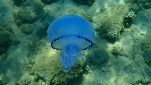 Fıçı denizanası (Rhizostoma pulmo), çöp kutusu kapaklı denizanası veya fırfırlı deniz anası, Ege Denizi, Yunanistan, Halkidiki