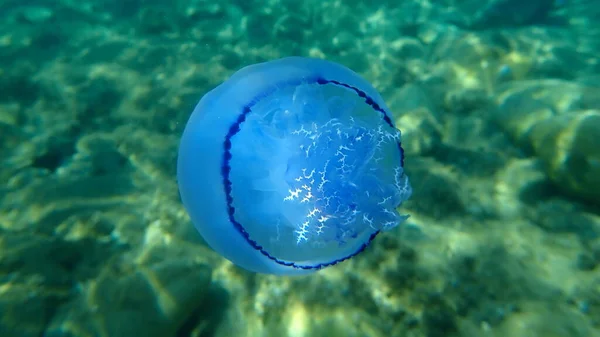 Veldkwallen Rhizostoma Pulmo Vuilnisemmer Deksel Kwallen Roodkopkwallen Onderzee Egeïsche Zee — Stockfoto