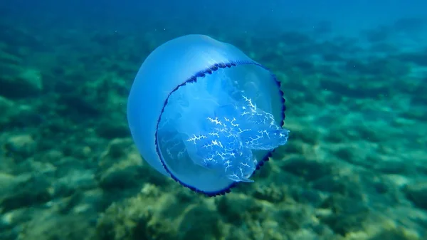 Barrel Jellyfish Rhizostoma Pulmo Dustbin Lid Jellyfish Frilly Mouth Mouth — 图库照片
