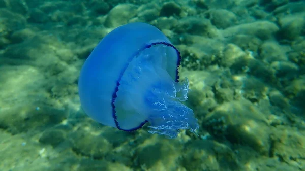 Veldkwallen Rhizostoma Pulmo Vuilnisemmer Deksel Kwallen Roodkopkwallen Onderzee Egeïsche Zee — Stockfoto