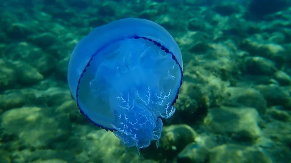 Barrel Jellyfish Rhizostoma Pulmo Dustbin Lid Jellyfish Frilly Mouthed Jellyfish — Stock Photo, Image
