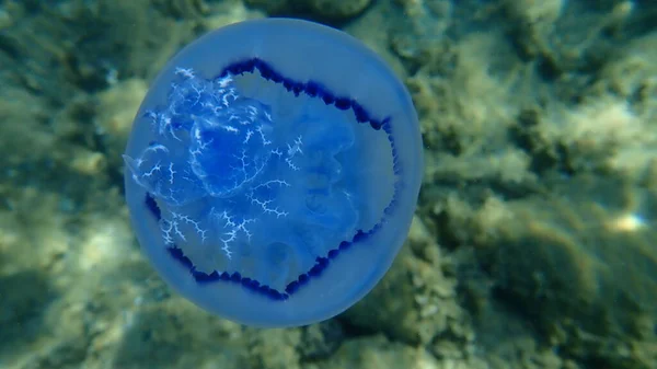 Медуза Ячмінна Rhizostoma Pulmo Тушкована Медуза Або Медуза Фрилі Під — стокове фото