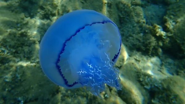 Veldkwallen Rhizostoma Pulmo Vuilnisemmer Deksel Kwallen Roodkopkwallen Onderzee Egeïsche Zee — Stockfoto