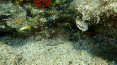 Daisy şakayığı (Cereus pedunculatus) deniz altı, Ege Denizi, Yunanistan, Halkidiki