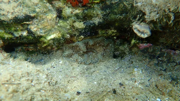 Daisy Anemone Cereus Pedunculatus Undersea Aegean Sea Greece Halkidiki — 图库照片