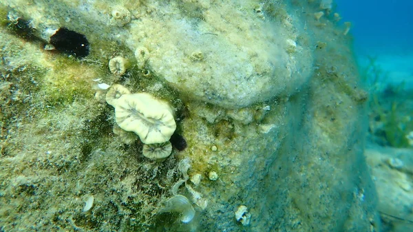Багряні Корали Balanophyllia Europaea Під Морем Егейське Море Греція Халкідікі — стокове фото