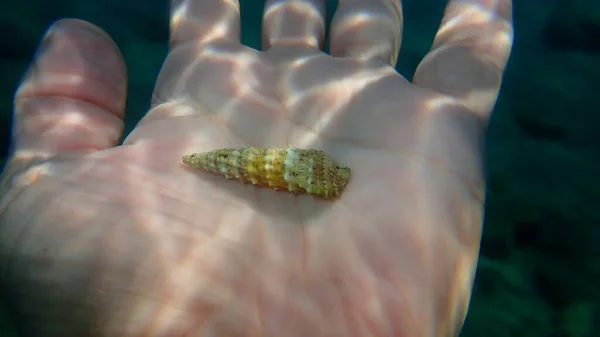Seashell Lumaca Mare Cerith Comune Cerithium Vulgatum Sottomarino Sulla Mano — Foto Stock
