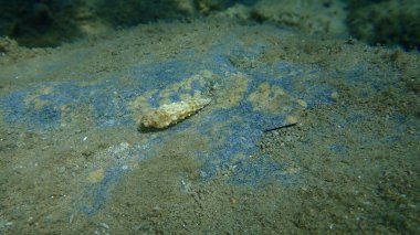 Deniz tabanında deniz salyangozu (Cerithium vulgatum), Ege Denizi, Yunanistan, Halkidiki