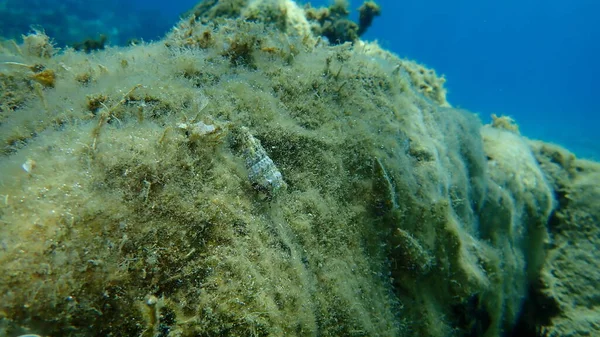 Seashell Sea Snail Common Cerith Cerithium Vulgatum Striped Hermit Crab — Stok Foto