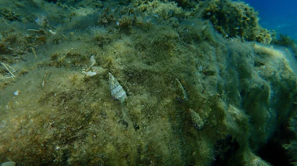 껍데기 Cerithium Vulgatum 무늬가 Pagurus Anachoretus 해저의 암초에 그리스 할키디키 — 스톡 사진