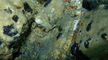 Daisy şakayığı (Cereus pedunculatus) deniz altı, Ege Denizi, Yunanistan, Halkidiki