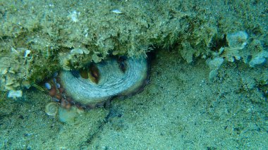 Ortak ahtapot (Octopus vulgaris) denizaltı, Ege Denizi, Yunanistan, Halkidiki