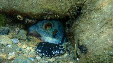 Ortak ahtapot (Octopus vulgaris) denizaltı, Ege Denizi, Yunanistan, Halkidiki