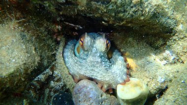 Ortak ahtapot (Octopus vulgaris) denizaltı, Ege Denizi, Yunanistan, Halkidiki