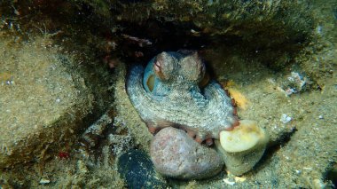 Ortak ahtapot (Octopus vulgaris) denizaltı, Ege Denizi, Yunanistan, Halkidiki