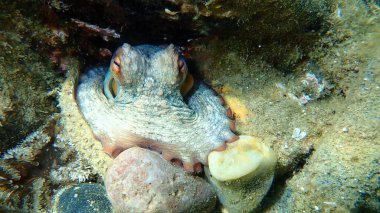 Ortak ahtapot (Octopus vulgaris) denizaltı, Ege Denizi, Yunanistan, Halkidiki