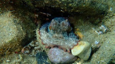 Ortak ahtapot (Octopus vulgaris) denizaltı, Ege Denizi, Yunanistan, Halkidiki