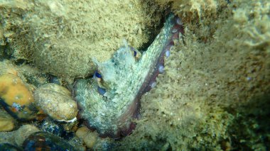 Ortak ahtapot (Octopus vulgaris) denizaltı, Ege Denizi, Yunanistan, Halkidiki