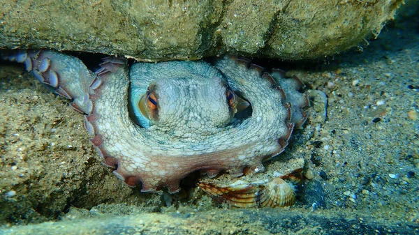 Ortak ahtapot (Octopus vulgaris) denizaltı, Ege Denizi, Yunanistan, Halkidiki
