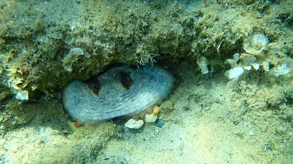 Chobotnice Obecná Octopus Vulgaris Pod Mořem Egejské Moře Řecko Halkidiki — Stock fotografie