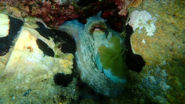 Octopus Octopus Vulgaris Onderzees Egeïsche Zee Griekenland Halkidiki — Stockfoto