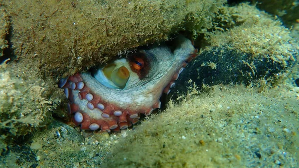 Поширений Восьминіг Octopus Vulgaris Під Водою Егейське Море Греція Халкідікі — стокове фото