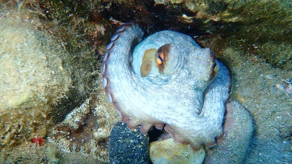 普通章鱼 Octopus Vulgaris 爱琴海 Halkidiki — 图库照片