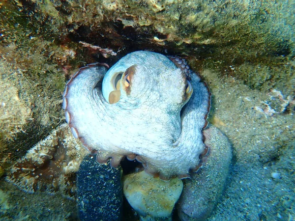 Bläckfisk Octopus Vulgaris Havsytan Egeiska Havet Grekland Halkidiki — Stockfoto