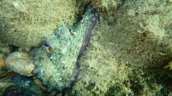 Pieuvre Commune Octopus Vulgaris Sous Marine Mer Égée Grèce Chalcidique — Photo