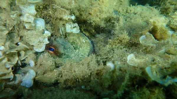Gurita Octopus Vulgaris Bawah Laut Laut Aegea Yunani Halkidiki — Stok Foto